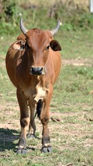 Brown Cow with Horns Standing on Field Isolated on Green Background for Farm Animal Object and Livestock Concept