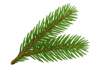 Evergreen fir tree branch with green needles