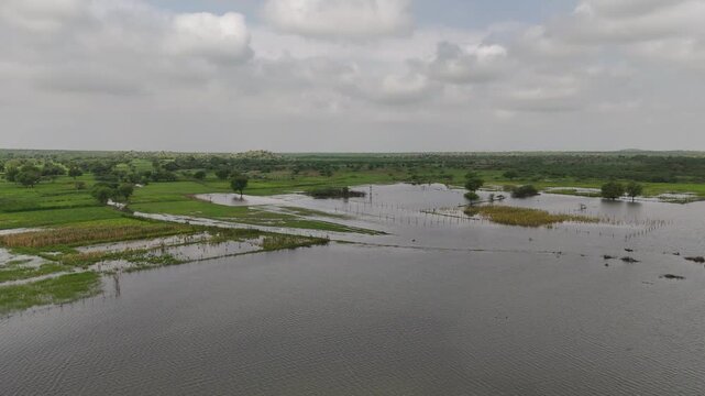 A shot of a village pond and water-submerged fields with Neem and Babool trees during monsoon season in Ajmer, Rajasthan, with lush greenery and white clouds in the background.