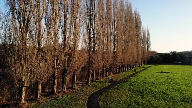 Public urban park with row of trees on council estate 