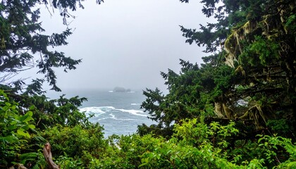 Obraz premium Coastal temperate rainforest with Sitka spruce and moss-draped branches near ocean fog bank in summer