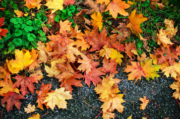 transition of colorful maple leaves from green grassy ground onto dark asphalt creating natural autumn border background