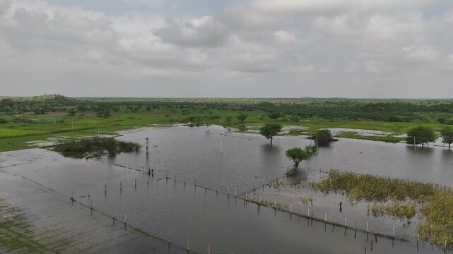 A shot of a village pond and water-submerged fields with Neem and Babool trees during monsoon season in Ajmer, Rajasthan, with lush greenery and white clouds in the background.