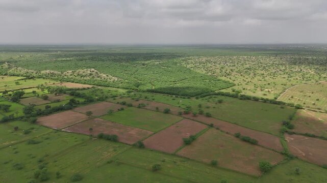 Aerial view of lush green agricultural fields in Padanga village, Ajmer, Rajasthan during monsoon, with a forest in the background featuring native trees like Neem, Ber, Ker, Babool, Rohida, and Thor 