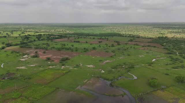 Aerial view of lush green agricultural fields in Padanga village, Ajmer, Rajasthan during monsoon, with a forest in the background featuring native trees like Neem, Ber, Ker, Babool, Rohida, and Thor 