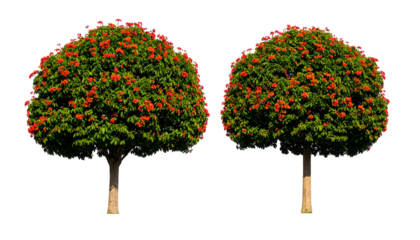 Two trees with lush green foliage and vibrant red berries, cut out against black