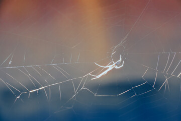 A small spider on a broken web backlit by bright sunlight