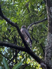 colombian hawk