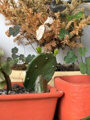cactus in a pot