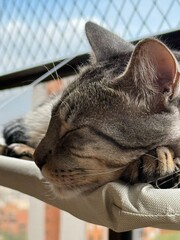 grey tiger cat sleeping on the fence close up