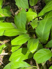 green leaves background