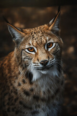 European lynx portrait in the forest