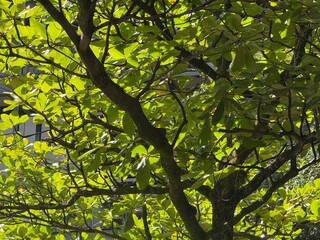 green leaves background