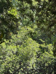 green moss on the tree