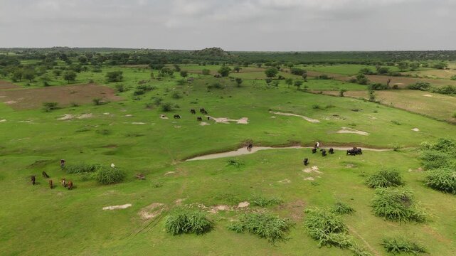 Group of cows and buffaloes grazing in a village near Ajmer, Rajasthan during monsoon, with a buffalo drinking from a small stream surrounded by green grass and Babool trees.