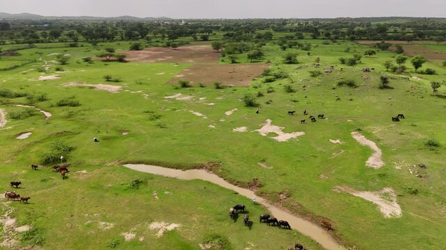 Cows and buffaloes grazing in a village near Ajmer, Rajasthan during monsoon, with a buffalo drinking from a stream, Babool trees around, and moving cloud shadows on the lush green ground