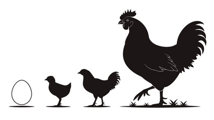 Fototapeta premium Chicken life cycle silhouette with egg and chicks evolution