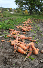 Freshly picked carrots dug from a bed on farmland. Harvest. Concept of a good harvest, world food...