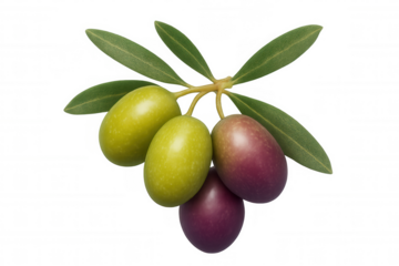 Fresh green and purple olives growing on a branch with leaves, symbolizing healthy eating and mediterranean diet ingredient
