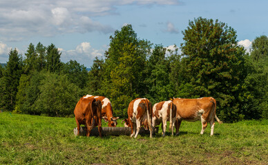 Obraz premium Herd of brown and white cows feeding near a trough on a sunny pasture surrounded by trees. The rural landscape reflects sustainable agriculture, animal care, and peaceful countryside life.