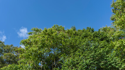 Fototapeta premium Lush green tropical trees. Sprawling crowns against a background of blue sky and clouds. Copy space.