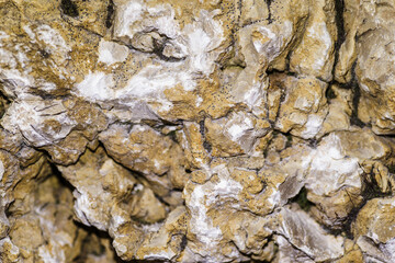 tło ze starej chropowatej kory drzewa