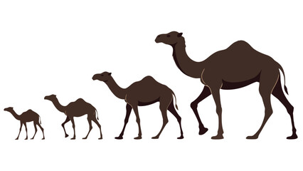 Four Camels of Varying Sizes on White Background dromedary