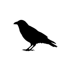 Obraz premium Crow silhouette vector flat illustration design.