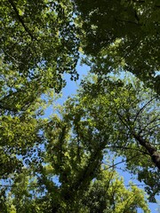 trees and blue sky