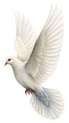 white dove flying with open wings isolated
