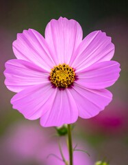 Obraz premium Close-up of a vibrant pink and yellow flower with delicate petals
