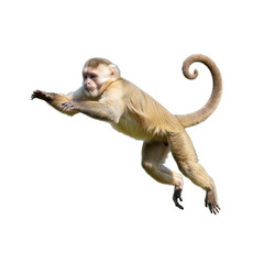 capuchin monkey isolated on transparent background