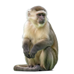capuchin monkey isolated on transparent background