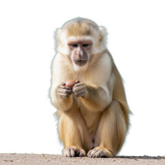 capuchin monkey isolated on transparent background