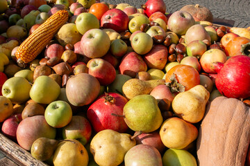 autumn fruit grapes, apples, pomegranates, pears, harvested in October and November