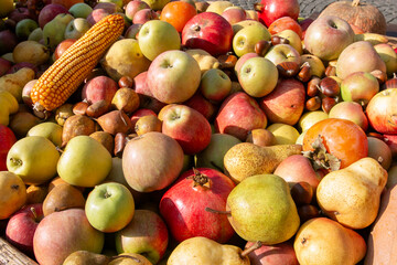 autumn fruit grapes, apples, pomegranates, pears, harvested in October and November