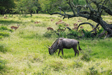 A blue wildebeest grazing in the African savanna, with trees and greenery in the background