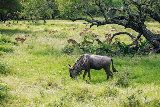 A blue wildebeest grazing in the African savanna, with trees and greenery in the background