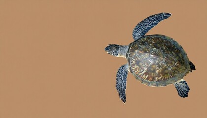 Green Turtle with Hard Shell and Flippers Isolated on Brown Background for Sea Animal Object and Reptile Concept © Artbi