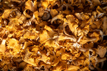 Close-up of Fresh Wild Golden Chanterelle Mushrooms Background