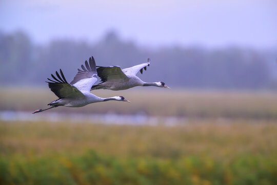 grauer kranich grus grey crane