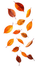 Vibrant autumn leaves falling gracefully against a clean white background, evoking the beauty of the season.