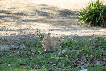 Bunny on the grass. Bunny in the park. Rabbits.