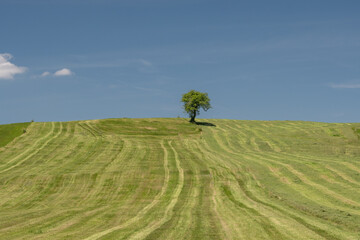 Sommerliche, gr&uuml;ne Wiese mit Baum vor blauem Himmel