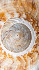 Natural seashell close up with organic spiral pattern creating abstract marine background texture