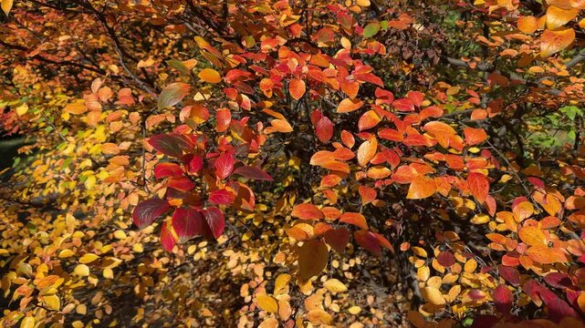 In autumn, Cotoneaster lucidus (Hedge Cotoneaster) shrub displays a mix of yellow, orange, and red leaves.