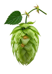A vibrant emerald green hop cone, torn open revealing intricate bracts and golden lupulin powder, attached to a stem with a serrated leaf, studio macro photography, transparent background, concept of
