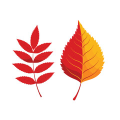 Two colorful autumn leaves showcasing the vibrant beauty of fall.