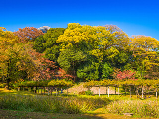 Fototapeta premium A path under a wisteria trellis and vibrant autumn colored trees in a city park (Koishikawa Garden, Tokyo, Japan)