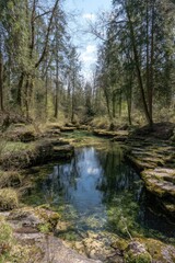 Obraz premium Scenic view of a clear, shallow stream flowing through a lush green forest